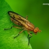 Tetanocera elata - Sraigžudė | Fotografijos autorius : Romas Ferenca | © Macrogamta.lt | Šis tinklapis priklauso bendruomenei kuri domisi makro fotografija ir fotografuoja gyvąjį makro pasaulį.