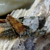 Tetrix tenuicornis - Ilgaūsis šokliukas | Fotografijos autorius : Romas Ferenca | © Macrogamta.lt | Šis tinklapis priklauso bendruomenei kuri domisi makro fotografija ir fotografuoja gyvąjį makro pasaulį.