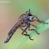 Tolmerus cingulatus - Plėšriamusė | Fotografijos autorius : Romas Ferenca | © Macrogamta.lt | Šis tinklapis priklauso bendruomenei kuri domisi makro fotografija ir fotografuoja gyvąjį makro pasaulį.