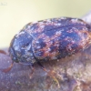 Raibasis kailiavabalis - Trogoderma versicolor | Fotografijos autorius : Romas Ferenca | © Macrogamta.lt | Šis tinklapis priklauso bendruomenei kuri domisi makro fotografija ir fotografuoja gyvąjį makro pasaulį.