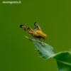 Xyphosia miliaria - Margasparnė | Fotografijos autorius : Romas Ferenca | © Macrogamta.lt | Šis tinklapis priklauso bendruomenei kuri domisi makro fotografija ir fotografuoja gyvąjį makro pasaulį.