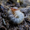 Raudonsparnis afodijus - Aphodius fimetarius, lerva | Fotografijos autorius : Romas Ferenca | © Macrogamta.lt | Šis tinklapis priklauso bendruomenei kuri domisi makro fotografija ir fotografuoja gyvąjį makro pasaulį.