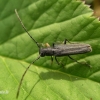 Barštinis stiebalindis - Phytoecia cylindrica | Fotografijos autorius : Deividas Makavičius | © Macrogamta.lt | Šis tinklapis priklauso bendruomenei kuri domisi makro fotografija ir fotografuoja gyvąjį makro pasaulį.