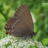 Satyrium ilicis - Ąžuolinis uodeguotis | Fotografijos autorius : Deividas Makavičius | © Macrogamta.lt | Šis tinklapis priklauso bendruomenei kuri domisi makro fotografija ir fotografuoja gyvąjį makro pasaulį.