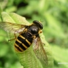 Sericomyia silentis - Žiedmusė | Fotografijos autorius : Deividas Makavičius | © Macrogamta.lt | Šis tinklapis priklauso bendruomenei kuri domisi makro fotografija ir fotografuoja gyvąjį makro pasaulį.