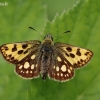 Geltonmargė hesperija - Carterocephalus silvicola | Fotografijos autorius : Deividas Makavičius | © Macrogamta.lt | Šis tinklapis priklauso bendruomenei kuri domisi makro fotografija ir fotografuoja gyvąjį makro pasaulį.