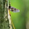 Lašalas sp. | Fotografijos autorius : Deividas Makavičius | © Macrogamta.lt | Šis tinklapis priklauso bendruomenei kuri domisi makro fotografija ir fotografuoja gyvąjį makro pasaulį.