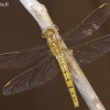 Įvairiaspalvė skėtė – Orthetrum coerulescens, patelė | Fotografijos autorius : Deividas Makavičius | © Macrogamta.lt | Šis tinklapis priklauso bendruomenei kuri domisi makro fotografija ir fotografuoja gyvąjį makro pasaulį.