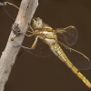 Įvairiaspalvė skėtė – Orthetrum coerulescens, patelė | Fotografijos autorius : Deividas Makavičius | © Macrogamta.lt | Šis tinklapis priklauso bendruomenei kuri domisi makro fotografija ir fotografuoja gyvąjį makro pasaulį.