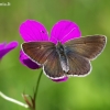 Baltajuostis melsvys - Eumedonia eumedon | Fotografijos autorius : Deividas Makavičius | © Macrogamta.lt | Šis tinklapis priklauso bendruomenei kuri domisi makro fotografija ir fotografuoja gyvąjį makro pasaulį.