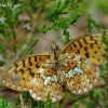 Miškapievis perlinukas - Boloria euphrosyne  | Fotografijos autorius : Deividas Makavičius | © Macrogamta.lt | Šis tinklapis priklauso bendruomenei kuri domisi makro fotografija ir fotografuoja gyvąjį makro pasaulį.