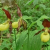 Plačialapė klumpaitė - Cypripedium calceolus | Fotografijos autorius : Deividas Makavičius | © Macrogamta.lt | Šis tinklapis priklauso bendruomenei kuri domisi makro fotografija ir fotografuoja gyvąjį makro pasaulį.