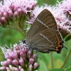 Satyrium w-album - Guobinis uodeguotis | Fotografijos autorius : Deividas Makavičius | © Macrogamta.lt | Šis tinklapis priklauso bendruomenei kuri domisi makro fotografija ir fotografuoja gyvąjį makro pasaulį.