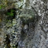 Gibbaranea gibbosa - Žalsvasis kuprius | Fotografijos autorius : Deividas Makavičius | © Macrogamta.lt | Šis tinklapis priklauso bendruomenei kuri domisi makro fotografija ir fotografuoja gyvąjį makro pasaulį.