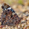 Admirolas - Vanessa atalanta L. | Fotografijos autorius : Deividas Makavičius | © Macrogamta.lt | Šis tinklapis priklauso bendruomenei kuri domisi makro fotografija ir fotografuoja gyvąjį makro pasaulį.