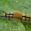 Orgyia recens - Dėmėtasis šepetinukas | Fotografijos autorius : Nomeda Vėlavičienė | © Macrogamta.lt | Šis tinklapis priklauso bendruomenei kuri domisi makro fotografija ir fotografuoja gyvąjį makro pasaulį.