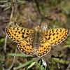 Boloria euphrosyne - Miškapievis perlinukas | Fotografijos autorius : Nomeda Vėlavičienė | © Macrogamta.lt | Šis tinklapis priklauso bendruomenei kuri domisi makro fotografija ir fotografuoja gyvąjį makro pasaulį.