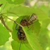Xysticus ulmi - Guobinis krabvoris | Fotografijos autorius : Nomeda Vėlavičienė | © Macrogamta.lt | Šis tinklapis priklauso bendruomenei kuri domisi makro fotografija ir fotografuoja gyvąjį makro pasaulį.