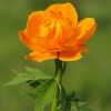 Burbulis - Trollius asiaticus | Fotografijos autorius : Nomeda Vėlavičienė | © Macrogamta.lt | Šis tinklapis priklauso bendruomenei kuri domisi makro fotografija ir fotografuoja gyvąjį makro pasaulį.