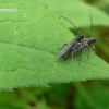 Barštinis stiebalindis - Phytoecia cylindrica | Fotografijos autorius : Nomeda Vėlavičienė | © Macrogamta.lt | Šis tinklapis priklauso bendruomenei kuri domisi makro fotografija ir fotografuoja gyvąjį makro pasaulį.