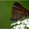 Satyrium w-album - Guobinis uodeguotis | Fotografijos autorius : Valdimantas Grigonis | © Macrogamta.lt | Šis tinklapis priklauso bendruomenei kuri domisi makro fotografija ir fotografuoja gyvąjį makro pasaulį.