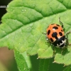 Hippodamia notata - Dilgėlinė boružė | Fotografijos autorius : Gediminas Gražulevičius | © Macrogamta.lt | Šis tinklapis priklauso bendruomenei kuri domisi makro fotografija ir fotografuoja gyvąjį makro pasaulį.