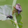 Tikramusė (Hydrotaea sp.) ir kruvinoji skydblakė (Pinthaeus sanquinipes) | Fotografijos autorius : Gediminas Gražulevičius | © Macrogamta.lt | Šis tinklapis priklauso bendruomenei kuri domisi makro fotografija ir fotografuoja gyvąjį makro pasaulį.