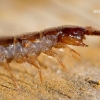 Lithobius forficatus - Akmenlindė | Fotografijos autorius : Gediminas Gražulevičius | © Macrogamta.lt | Šis tinklapis priklauso bendruomenei kuri domisi makro fotografija ir fotografuoja gyvąjį makro pasaulį.