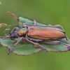 Nendrinė donacija - Donacia clavipes | Fotografijos autorius : Armandas Kazlauskas | © Macrogamta.lt | Šis tinklapis priklauso bendruomenei kuri domisi makro fotografija ir fotografuoja gyvąjį makro pasaulį.