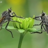 Plėšriamusės - Eutolmus rufibarbis | Fotografijos autorius : Armandas Kazlauskas | © Macrogamta.lt | Šis tinklapis priklauso bendruomenei kuri domisi makro fotografija ir fotografuoja gyvąjį makro pasaulį.