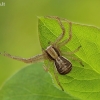 Paprastasis krabvoris - Xysticus cristatus | Fotografijos autorius : Armandas Kazlauskas | © Macrogamta.lt | Šis tinklapis priklauso bendruomenei kuri domisi makro fotografija ir fotografuoja gyvąjį makro pasaulį.