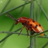 Dvylikadėmis smidrinukas - Crioceris duodecimpunctata | Fotografijos autorius : Armandas Kazlauskas | © Macrogamta.lt | Šis tinklapis priklauso bendruomenei kuri domisi makro fotografija ir fotografuoja gyvąjį makro pasaulį.