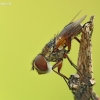 Dygliamusė - Ectophasia crassipennis  | Fotografijos autorius : Aivaras Markauskas | © Macrogamta.lt | Šis tinklapis priklauso bendruomenei kuri domisi makro fotografija ir fotografuoja gyvąjį makro pasaulį.