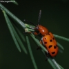 Dvylikadėmis smidrinukas - Crioceris duodecimpunctata | Fotografijos autorius : Žydrūnas Daunoravičius | © Macrogamta.lt | Šis tinklapis priklauso bendruomenei kuri domisi makro fotografija ir fotografuoja gyvąjį makro pasaulį.