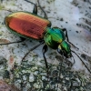 Šešiataškis žvitražygis - Agonum sexpunctatum  | Fotografijos autorius : Oskaras Venckus | © Macrogamta.lt | Šis tinklapis priklauso bendruomenei kuri domisi makro fotografija ir fotografuoja gyvąjį makro pasaulį.