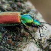 Šešiataškis žvitražygis - Agonum sexpunctatum  | Fotografijos autorius : Oskaras Venckus | © Macrogamta.lt | Šis tinklapis priklauso bendruomenei kuri domisi makro fotografija ir fotografuoja gyvąjį makro pasaulį.