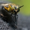 Aklys - Chrysops sp. | Fotografijos autorius : Oskaras Venckus | © Macrogamta.lt | Šis tinklapis priklauso bendruomenei kuri domisi makro fotografija ir fotografuoja gyvąjį makro pasaulį.