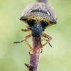 Baltataškė skydblakė - Eysarcoris aeneus | Fotografijos autorius : Oskaras Venckus | © Macrogamta.lt | Šis tinklapis priklauso bendruomenei kuri domisi makro fotografija ir fotografuoja gyvąjį makro pasaulį.