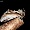 Beržinis kuodis - Pheosia gnoma | Fotografijos autorius : Oskaras Venckus | © Macrogamta.lt | Šis tinklapis priklauso bendruomenei kuri domisi makro fotografija ir fotografuoja gyvąjį makro pasaulį.