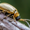 Blindinis rusvys - Lochmaea caprea | Fotografijos autorius : Oskaras Venckus | © Macrogamta.lt | Šis tinklapis priklauso bendruomenei kuri domisi makro fotografija ir fotografuoja gyvąjį makro pasaulį.