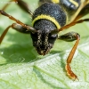 Drebulinis raštenis - Clytus arietis  | Fotografijos autorius : Oskaras Venckus | © Macrogamta.lt | Šis tinklapis priklauso bendruomenei kuri domisi makro fotografija ir fotografuoja gyvąjį makro pasaulį.