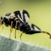 Daginė margasparnė - Urophora cardui  | Fotografijos autorius : Oskaras Venckus | © Macrogamta.lt | Šis tinklapis priklauso bendruomenei kuri domisi makro fotografija ir fotografuoja gyvąjį makro pasaulį.