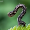 Žilasparnis sprindytis - Eupithecia succenturiata, vikšras | Fotografijos autorius : Oskaras Venckus | © Macrogamta.lt | Šis tinklapis priklauso bendruomenei kuri domisi makro fotografija ir fotografuoja gyvąjį makro pasaulį.