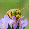 Ilgažandis bembiksas - Bembix rostrata  | Fotografijos autorius : Oskaras Venckus | © Macrogamta.lt | Šis tinklapis priklauso bendruomenei kuri domisi makro fotografija ir fotografuoja gyvąjį makro pasaulį.
