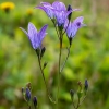 Pievinis katilėlis - Campanula patula | Fotografijos autorius : Oskaras Venckus | © Macrogamta.lt | Šis tinklapis priklauso bendruomenei kuri domisi makro fotografija ir fotografuoja gyvąjį makro pasaulį.