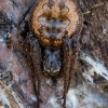 Žievinis tūnoklis - Nuctenea umbratica  | Fotografijos autorius : Oskaras Venckus | © Macrogamta.lt | Šis tinklapis priklauso bendruomenei kuri domisi makro fotografija ir fotografuoja gyvąjį makro pasaulį.