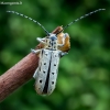 Dešimtdėmis drebulenis - Saperda perforata | Fotografijos autorius : Oskaras Venckus | © Macrogamta.lt | Šis tinklapis priklauso bendruomenei kuri domisi makro fotografija ir fotografuoja gyvąjį makro pasaulį.