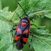 Trijuostė žolblakė - Deraeocoris trifasciatus | Fotografijos autorius : Oskaras Venckus | © Macrogamta.lt | Šis tinklapis priklauso bendruomenei kuri domisi makro fotografija ir fotografuoja gyvąjį makro pasaulį.