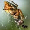 Viengubris kūgiavoris - Cyclosa conica  | Fotografijos autorius : Oskaras Venckus | © Macrogamta.lt | Šis tinklapis priklauso bendruomenei kuri domisi makro fotografija ir fotografuoja gyvąjį makro pasaulį.