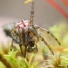 Dryžuotasis irklutis - Mangora acalypha | Fotografijos autorius : Oskaras Venckus | © Macrogamta.lt | Šis tinklapis priklauso bendruomenei kuri domisi makro fotografija ir fotografuoja gyvąjį makro pasaulį.